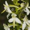  - Lesser Butterfly-orchid