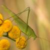  - Sickle-bearing Bush-cricket