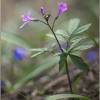  - Coralroot