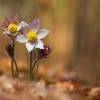  - small pasque flower