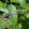  - Small Pincertail