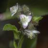  - Flowering inch plant