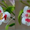  - Peruvian lily