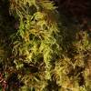  - Oregon Eurhynchium Moss