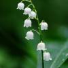  - Lily-of-the-valley