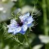  - Love-in-a-mist