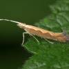  - Diamond-back Moth or Cabbage moth