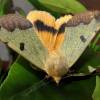  - Green Drab moth