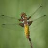  - Broad-bodied Chaser