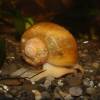  - Spiketopped Apple Snail
