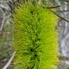  - Pine-leaf Bottlebrush