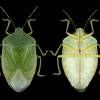  - Green Stink Bug, Green Soldier Bug