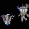  - Bigfin Reef Squid