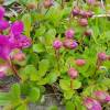  - Kamchatka rhododendron