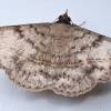 - Velvetbean moth