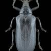  - Cicada Parasite Beetle
