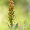  - Frog Orchid