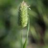  - Confused canary-grass or Shortspike canarygrass