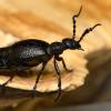  - Black Oil-beetle