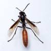  - Nocturnal Paper Wasp