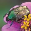  - fruit and flower chafers
