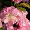  - Flowering Plum, Flowering Almond