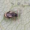  - Ant-like leaf beetles