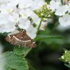  - Beet Webworm Moth