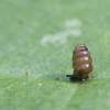  - Widespread Column or Moss Chrysalis snail