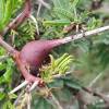  - Ant-gall acacia, Whistling thorn