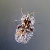  - Oak lace bug