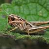  - Common Field Grasshopper