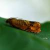  - Rusty oak moth