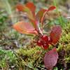  - Red Fruit Bearberry
