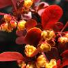  - Japanese barberry