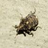  - Cabbage Stem Weevil
