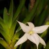  - Darwin's orchid, Christmas orchid, Star of Bethlehem orchid