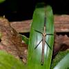  - Two-spined Ecuador Stick Insect