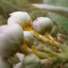  - Milkweed aphid, Oleander aphid