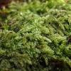  - Hypnum Moss