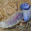  - Purple Sea Snails