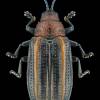  - Goldenrod Leaf Miner Beetle