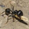  - Степной муравей-жнец, или европейский муравей-жнец