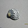  - Checkered Nerite
