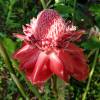  - Torch-ginger