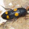  - false darkling beetles