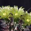  - Nylon Hedgehog Cactus