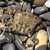  - Marbled Rock Crab