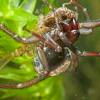  - Ядовитые цибовые пауки, водяные пауки