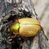  - brown- or golden-brown Christmas beetle